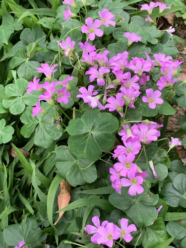 Largeflower pink-sorrel