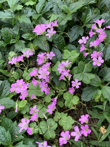 Largeflower pink-sorrel