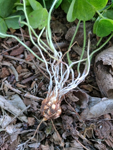 Largeflower pink-sorrel
