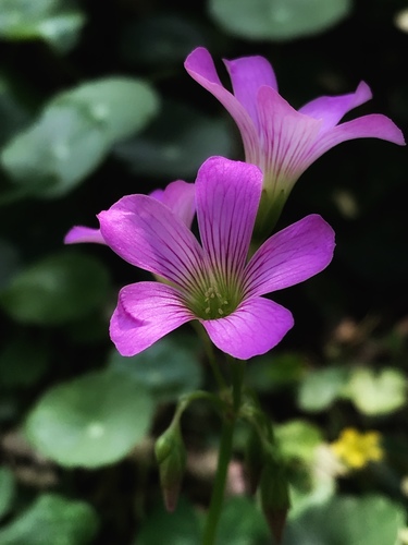 Largeflower pink-sorrel