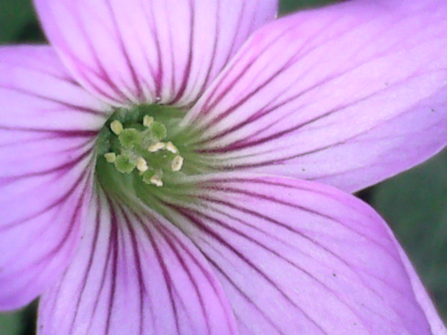 Largeflower pink-sorrel