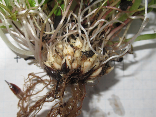 Largeflower pink-sorrel