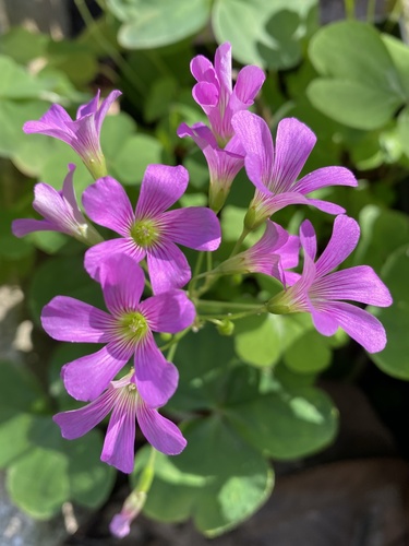 Largeflower pink-sorrel