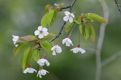 wild cherry