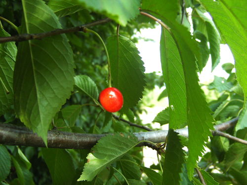 wild cherry