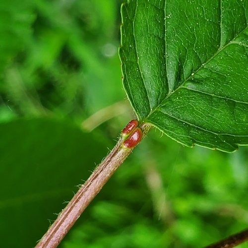 wild cherry