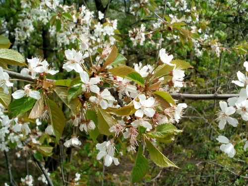 wild cherry