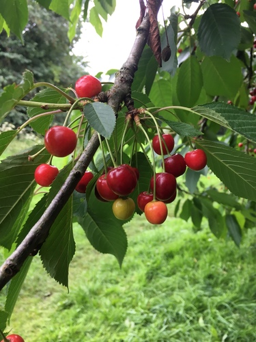wild cherry