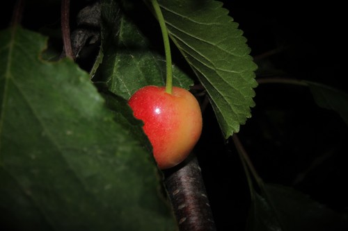 wild cherry