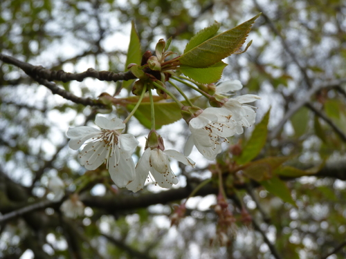 wild cherry