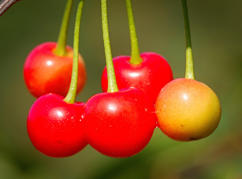 wild cherry