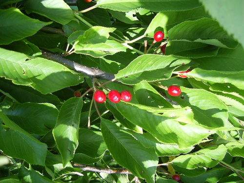wild cherry