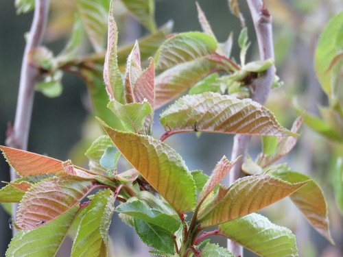 wild cherry