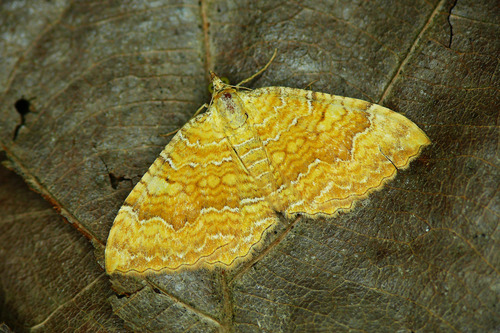 Yellow Shell Moth