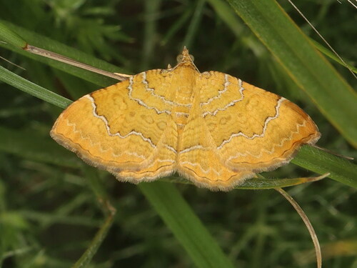 Yellow Shell Moth