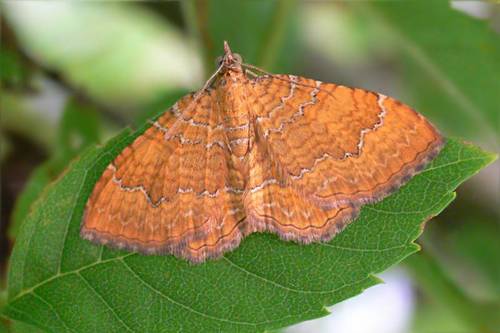 Yellow Shell Moth