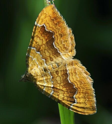 Yellow Shell Moth