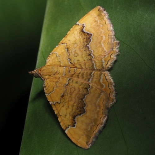 Yellow Shell Moth