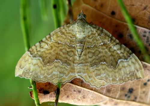 Yellow Shell Moth