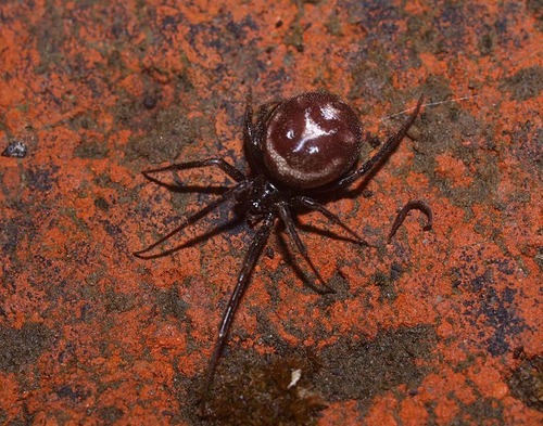 False Black Widow