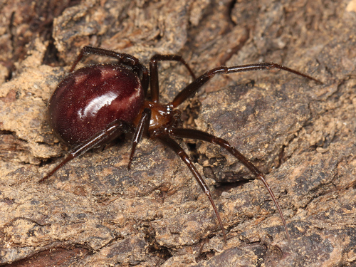 False Black Widow