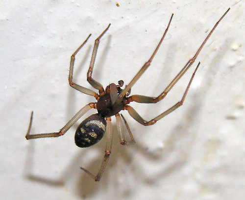 False Black Widow