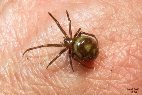 False Black Widow