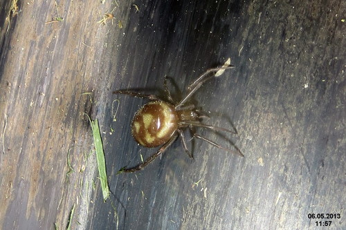 False Black Widow