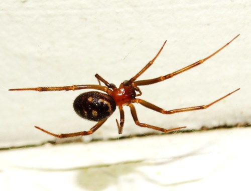False Black Widow