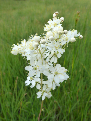 Dropwort