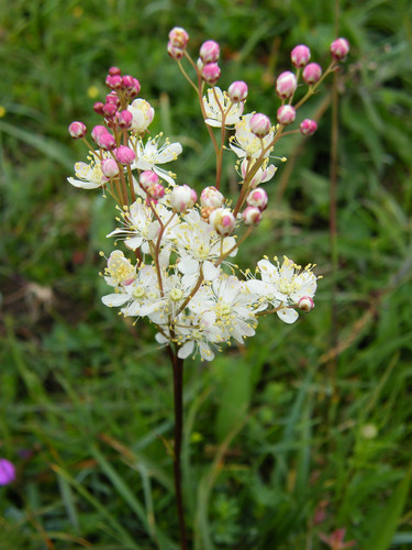 Dropwort