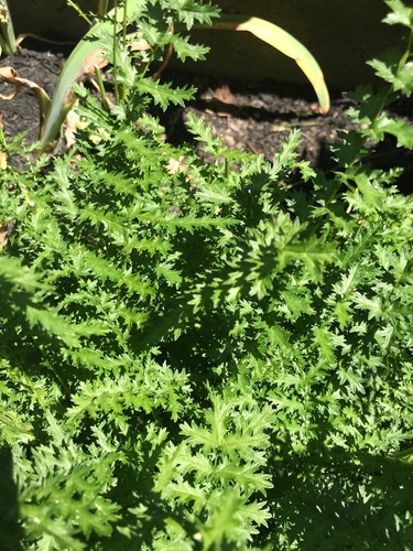 Dropwort
