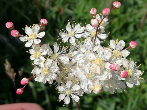 Dropwort