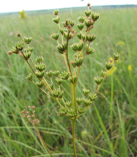 Dropwort