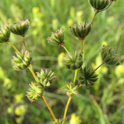 Dropwort