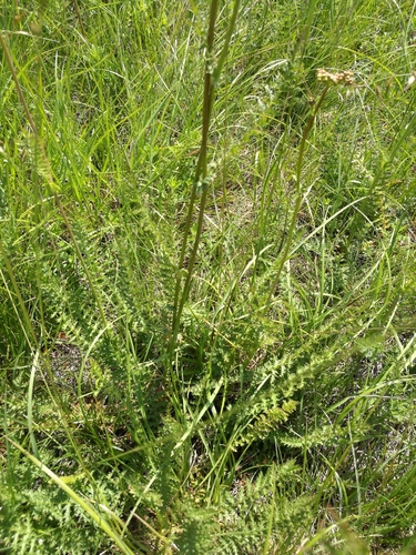 Dropwort