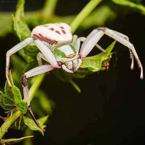 White-banded Crab Spider