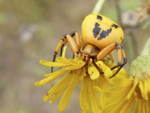 White-banded Crab Spider