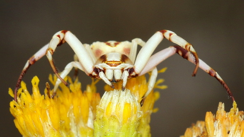 White-banded Crab Spider