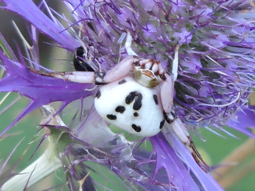 White-banded Crab Spider