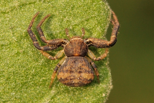 Misumenoides