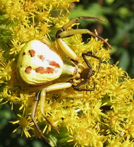 Misumenoides