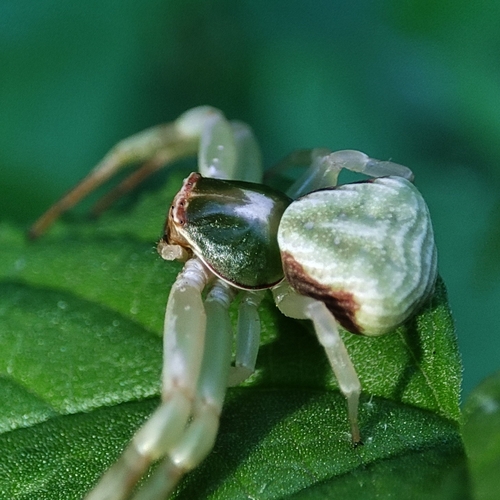 Misumenoides