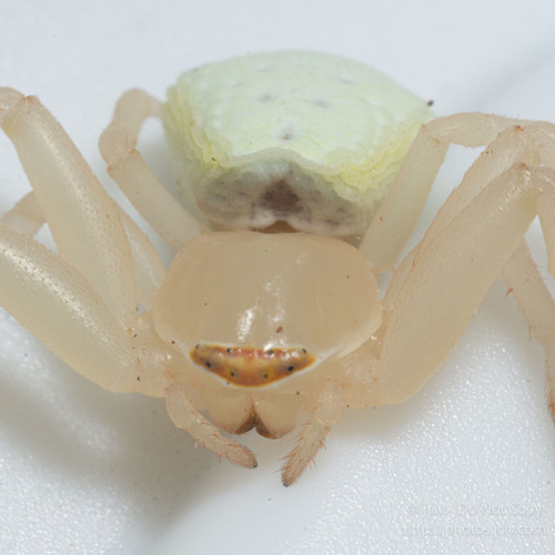 Misumenoides