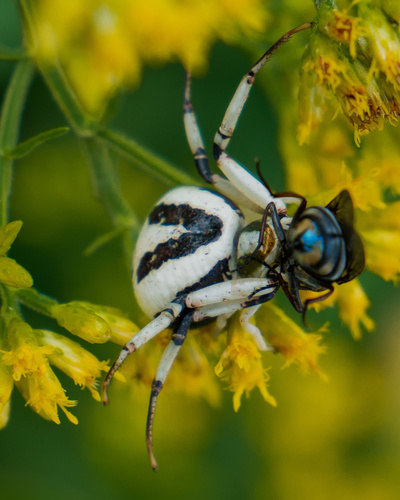 Misumenoides