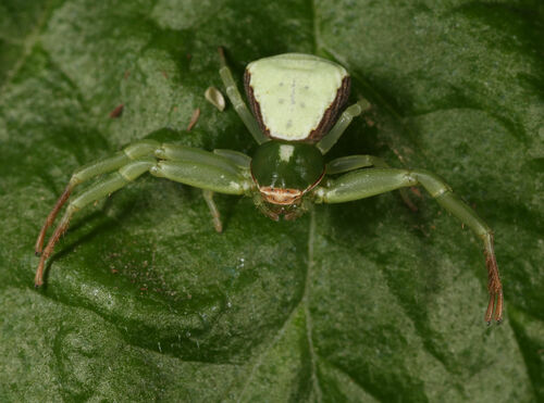 Misumenoides