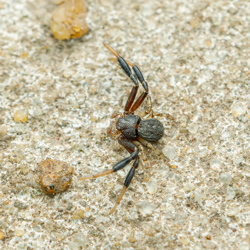 Misumenoides
