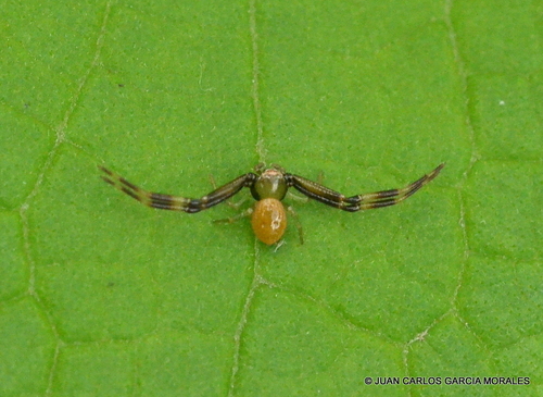 Misumenoides