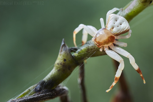 Misumenoides