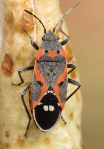 Small Milkweed Bug